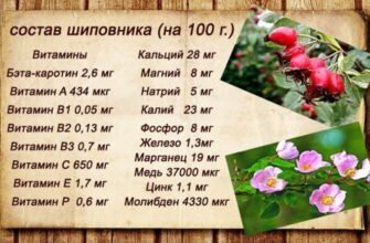 Лікувальні властивості кореня шипшини: народні рецепти та поради
