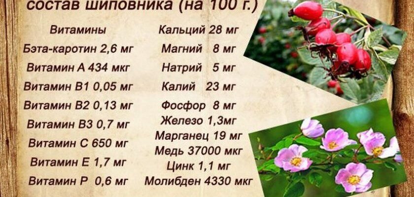 Лікувальні властивості кореня шипшини: народні рецепти та поради