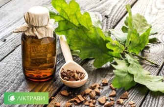 Лікувальні властивості кори дуба: користь для здоров’я та застосування