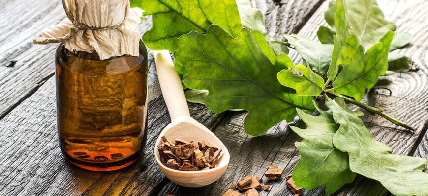 Лікувальні властивості кори дуба: користь для здоров’я та застосування