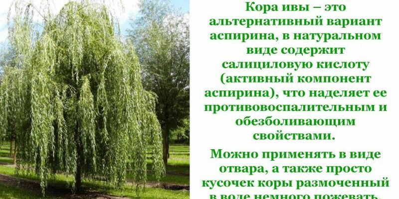 Лікувальні властивості кори верби: природний засіб для здоров’я