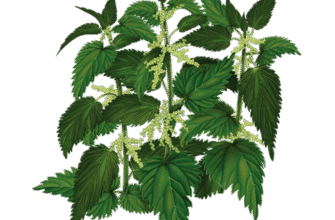 Лікувальні властивості кропиви: природна аптека у вашому саду