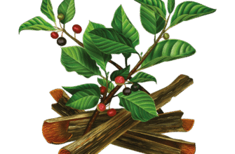 Лікувальні властивості крушини: як рослина може допомогти вашому здоров’ю