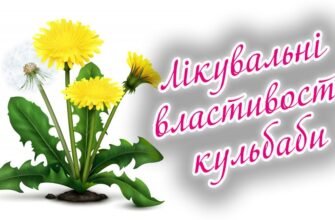 Лікувальні властивості кульбаби: природний скарб для вашого здоров’я