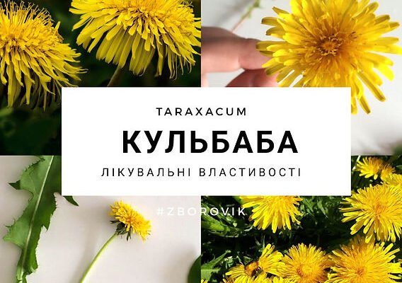 Лікувальні властивості кульбаби: здоров’я та користь від природи