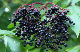 Лікувальні властивості квітів бузини чорної: здоров’я з природи