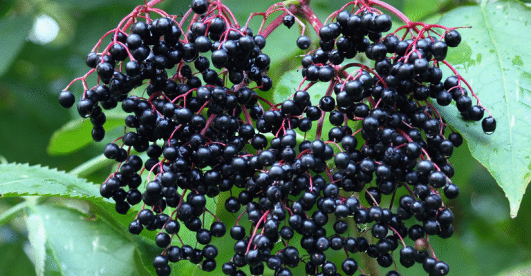 Лікувальні властивості квітів бузини чорної: здоров’я з природи