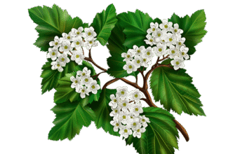 Лікувальні властивості квітів глоду: користь для здоров’я та застосування