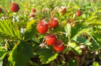 Лікувальні властивості лісових суниць: користь для здоров’я та рецепти