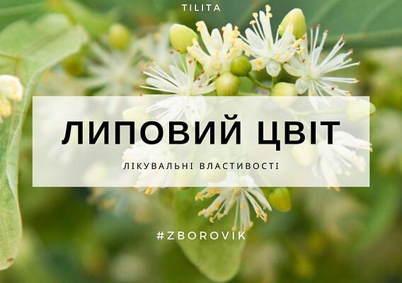 Лікувальні властивості липи: відкрийте природну аптеку деревом