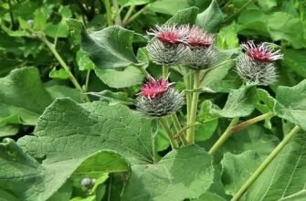 Лікувальні властивості листя лопуха: секрети природи для здоров’я
