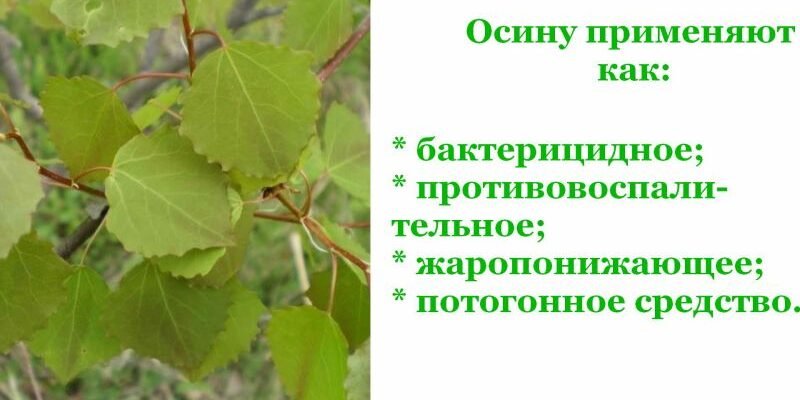 Лікувальні властивості листя осики: природні засоби для здоров’я
