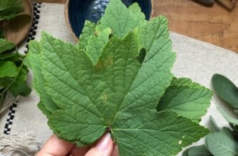 Лікувальні властивості листя смородини: природний засіб для здоров’я