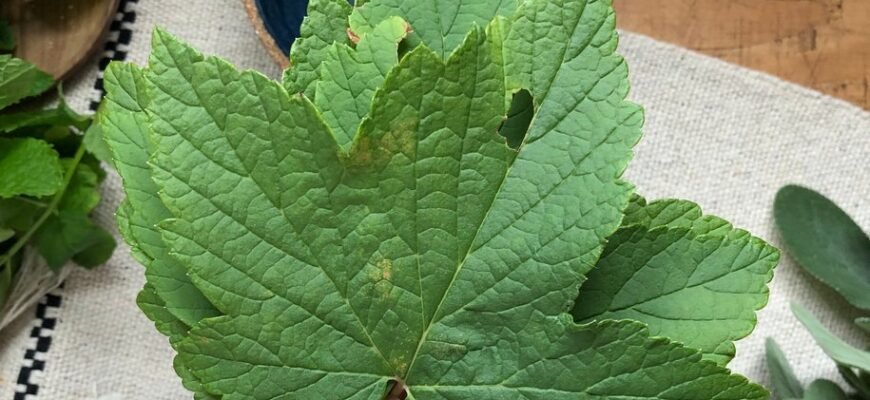 Лікувальні властивості листя смородини: природний засіб для здоров’я