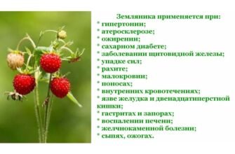 Лікувальні властивості листя суниці: секрети природного здоров’я
