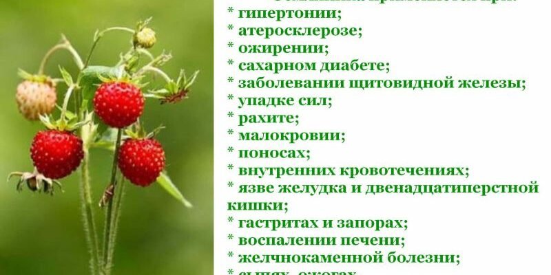 Лікувальні властивості листя суниці: секрети природного здоров’я