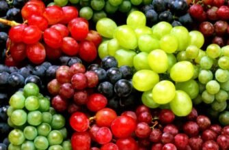 Лікувальні властивості листя винограду: секрети природи для вашого здоров’я