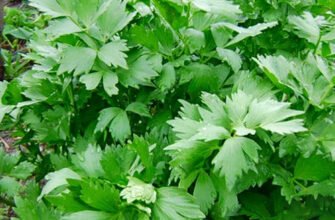 Лікувальні властивості любистку: користь і застосування в медицині