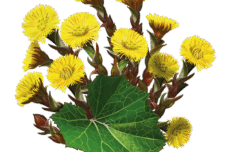 Лікувальні властивості мати-й-мачухи: застосування і користь рослини