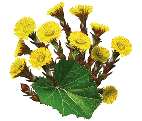 Лікувальні властивості мати-й-мачухи: застосування і користь рослини