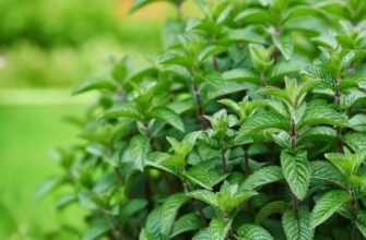 Лікувальні властивості м’яти: корисні застосування та переваги