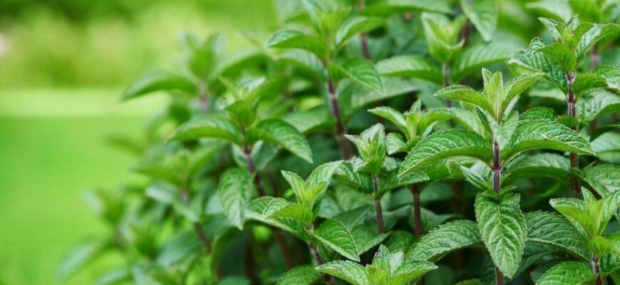 Лікувальні властивості м’яти: корисні застосування та переваги