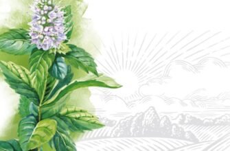 Лікувальні властивості м’яти перцевої: користь і способи застосування