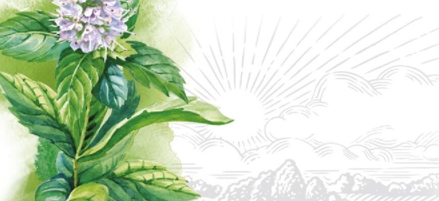 Лікувальні властивості м’яти перцевої: користь і способи застосування