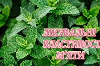 Лікувальні властивості м’яти: природні засоби для вашого здоров’я