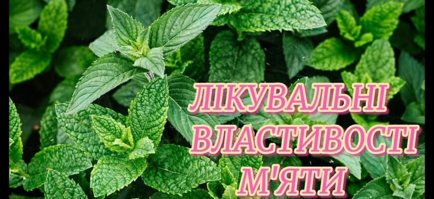 Лікувальні властивості м’яти: природні засоби для вашого здоров’я