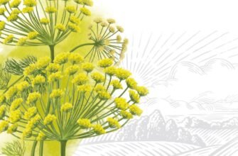 Лікувальні властивості насіння кропу: користь для здоров’я та застосування