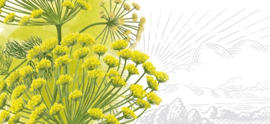 Лікувальні властивості насіння кропу: користь для здоров’я та застосування