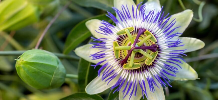 Лікувальні властивості пасифлори: секрети здоров’я від природи