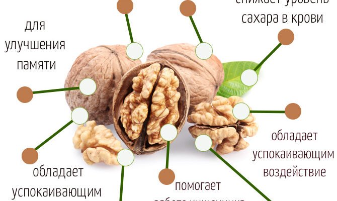 Лікувальні властивості перетинок грецького горіха: користь для здоров’я