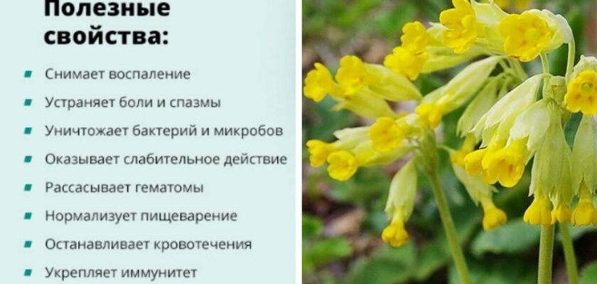 Лікувальні властивості первоцвіту: користь для здоров’я і способи застосування