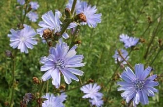 Лікувальні властивості петрового батога: користь для здоров’я