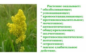 Лікувальні властивості підмаренника чіпкого: повний огляд і користь