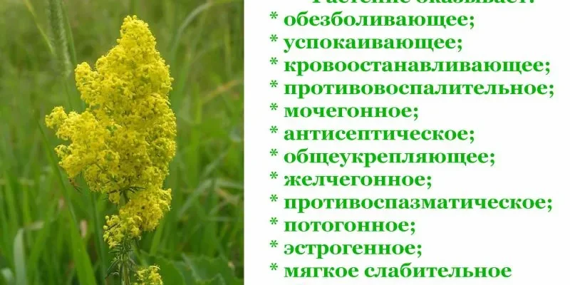 Лікувальні властивості підмаренника справжнього: здоров’я від природи