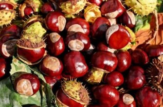 Лікувальні властивості плодів каштана: користь для здоров’я та застосування