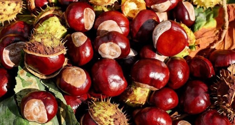 Лікувальні властивості плодів каштана: користь для здоров’я та застосування