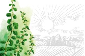 Лікувальні властивості пол пала: користь, застосування та протипокази