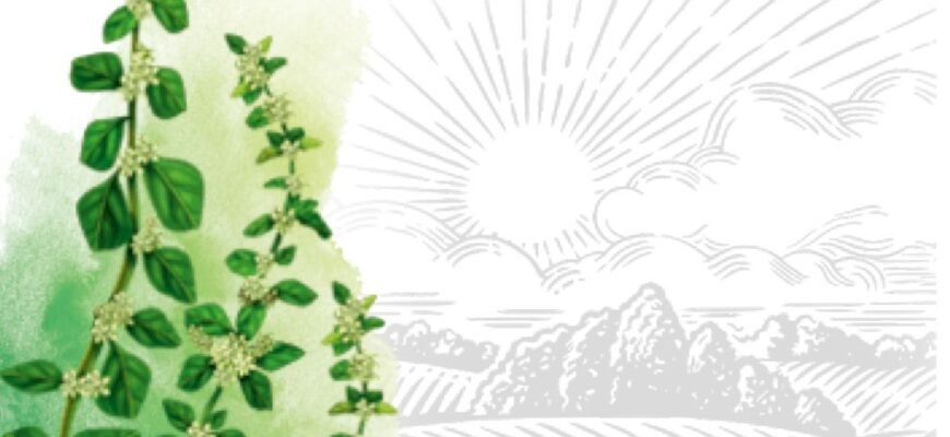 Лікувальні властивості пол пала: користь, застосування та протипокази