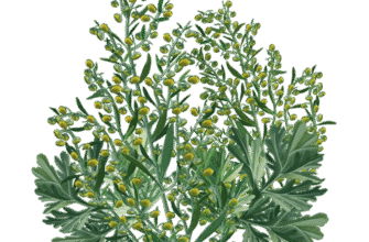 “Лікувальні властивості полину: користь та застосування в медицині”