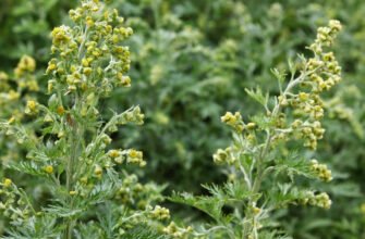 Лікувальні властивості полину: користь, застосування та рецепти