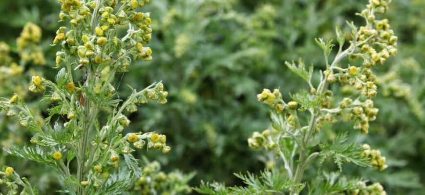 Лікувальні властивості полину: користь, застосування та рецепти