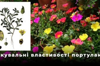 Лікувальні властивості портулаку городнього: секрети рослинної терапії