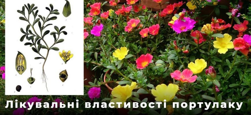 Лікувальні властивості портулаку городнього: секрети рослинної терапії