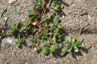 Лікувальні властивості портулаку: застосування та користь для здоров’я