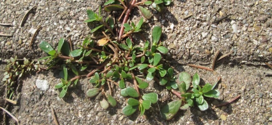 Лікувальні властивості портулаку: застосування та користь для здоров’я