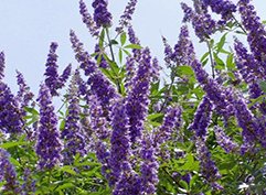 Лікувальні властивості прутняка звичайного: користь і застосування